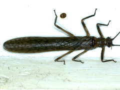 Plecoptera