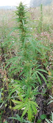 Cannabis sativa spontanea