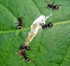 Dolichoderus bispinosus