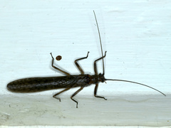 Plecoptera