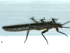 Plecoptera