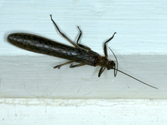 Plecoptera