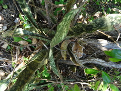 Sansevieria kirkii