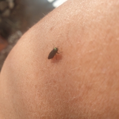Diphucrania