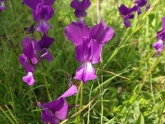 Viola graeca