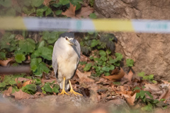 Nycticorax nycticorax