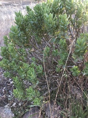 Gomphocarpus cancellatus