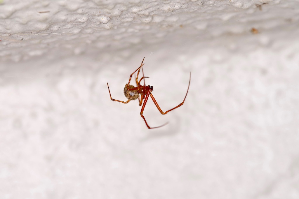 Red House Spider