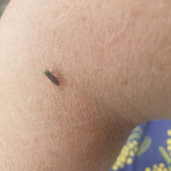 Diphucrania