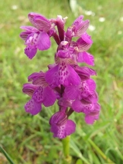 Anacamptis morio