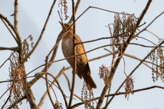 Turdus naumanni