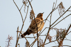 Turdus naumanni