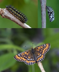 Euphydryas maturna