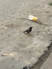 Acridotheres tristis