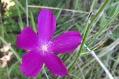 Callirhoe digitata