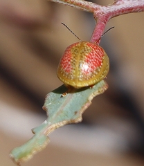 Paropsisterna fastidiosa
