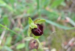 Ophrys sphegodes