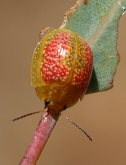 Paropsisterna fastidiosa