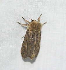 Oncopera rufobrunnea