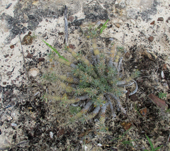 Anthacanthae