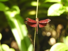 Neurothemis fulvia