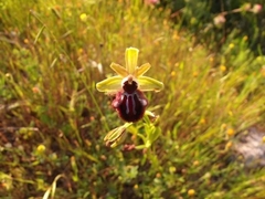 Ophrys sphegodes atrata