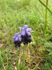 Muscari neglectum
