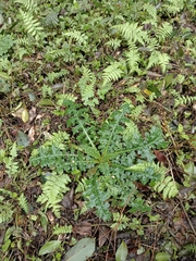 Cirsium japonicum australe