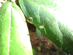 Entomobryoidea