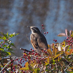 Turdus eunomus