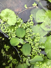 Lemna aequinoctialis