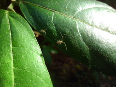 Entomobryoidea