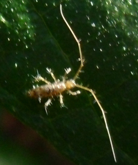 Entomobryoidea