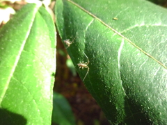 Entomobryoidea
