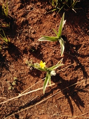 Hypoxis hemerocallidea