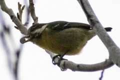Periparus venustulus