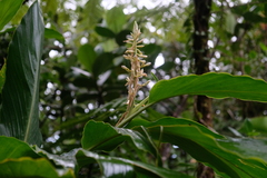 Renealmia pyramidalis