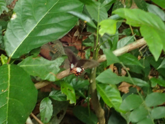 Papilio polytes romulus