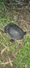 Chelodina expansa