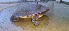 Chelodina expansa