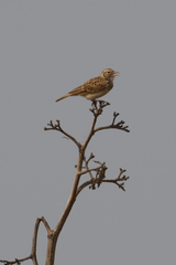 Mirafra erythroptera