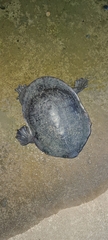 Chelodina expansa