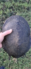 Chelodina expansa