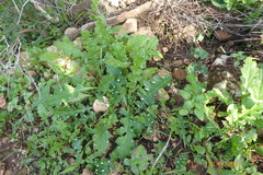 Carduus argentatus