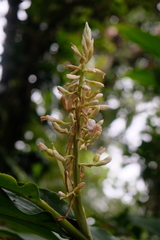 Renealmia pyramidalis