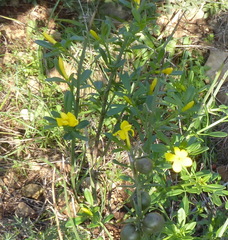 Chrysojasminum fruticans