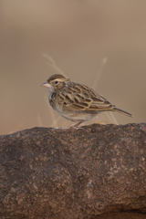 Mirafra erythroptera