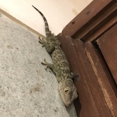 Gekko gecko