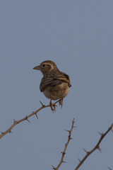 Mirafra erythroptera