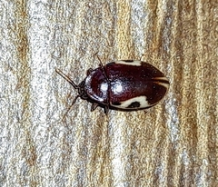 Chelonarium ornatum